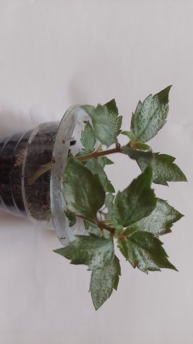 Ахіменес ахименес махровый яркий с бутонами