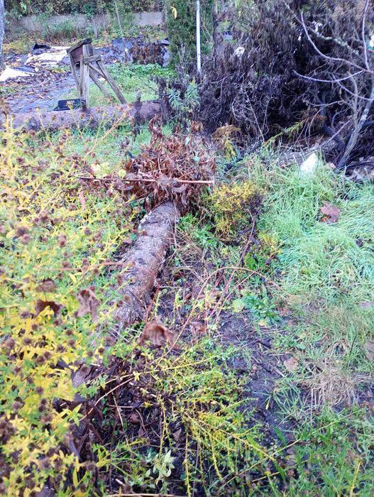 Gałęzie, pnie drzewa