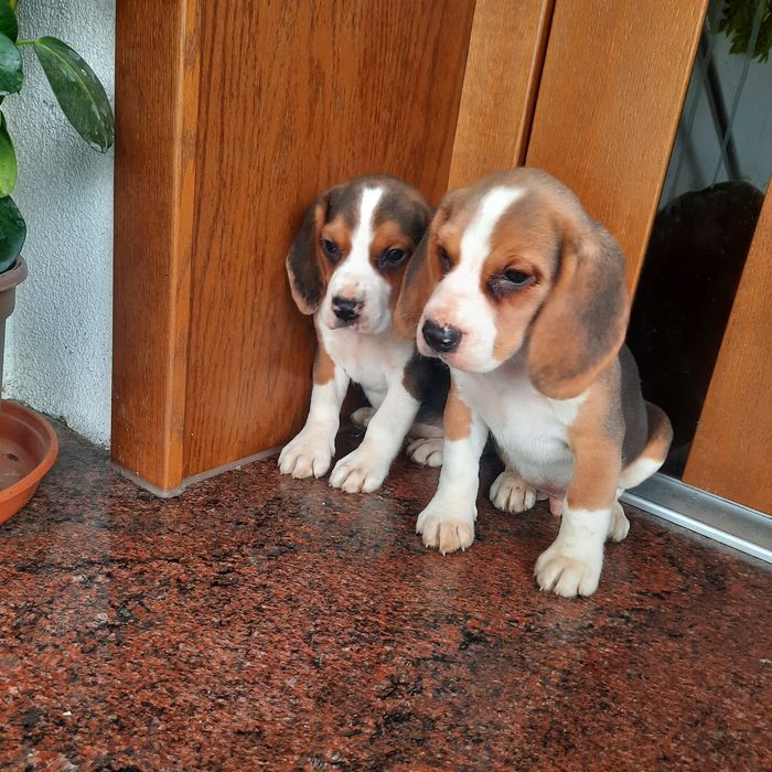 Sprzedam szczeniaka beagle pieska