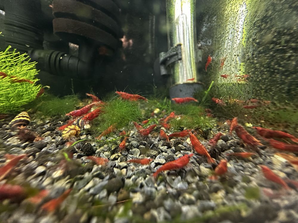 Neocaridinas red Fire