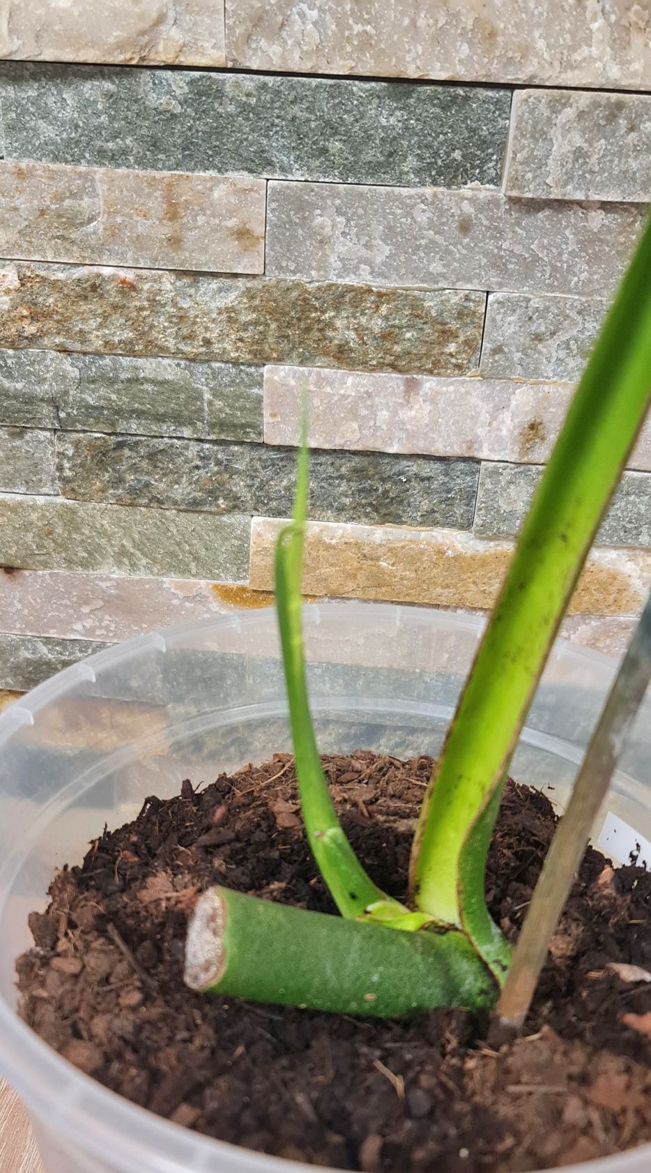 Monstera Lechleriana noid,ogromna pędówka