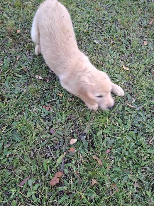 Suczka Golden Retriever