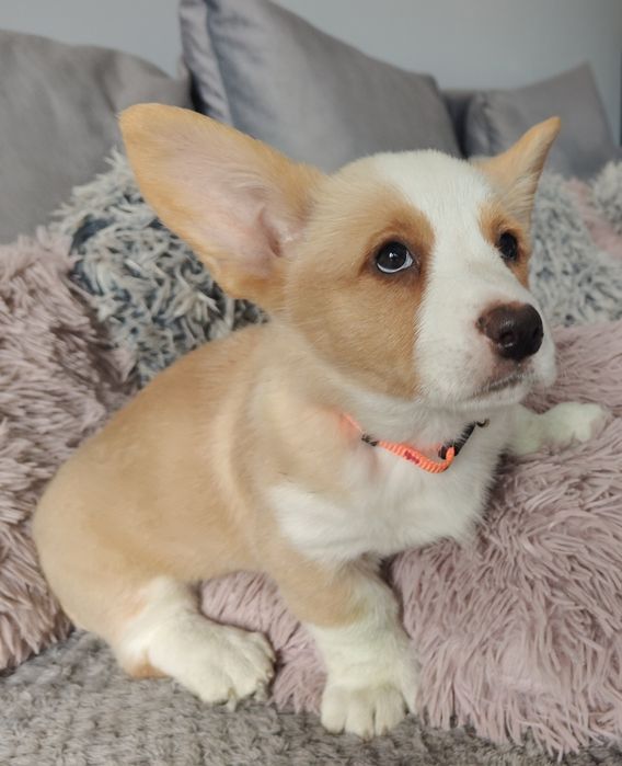 Welsh Corgi Cardigan zapowiedź- ZKwP,26 lat hodowli Rivulus FCI