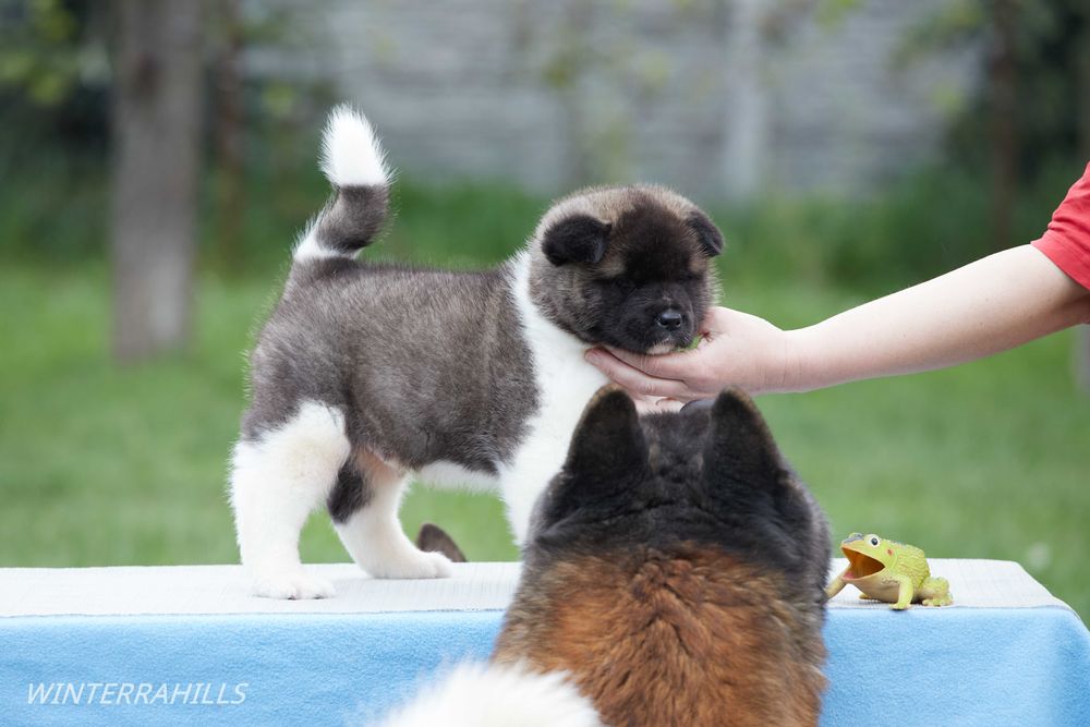 Американская Акита ~ American Akita FCI ! КСУ