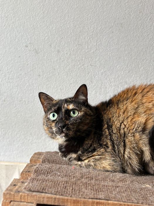 Gata para adocao (carolina)