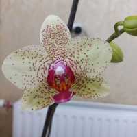 Орхидея фаленопсис Piko Fantasy midi