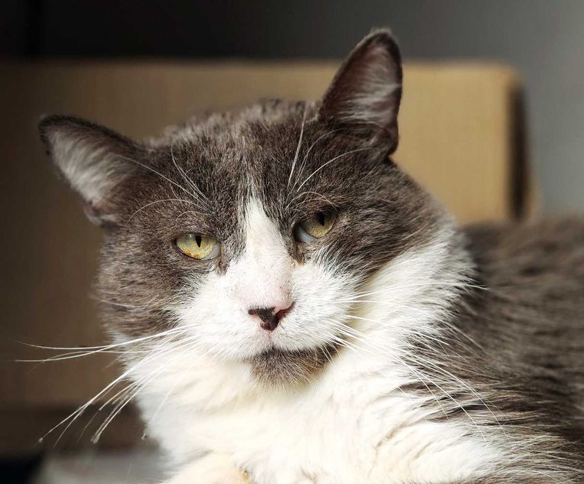 Кіт Дротик шукає дім, 2 роки