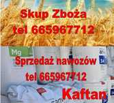 Rzepak jęczmień żyto pszenica pszenżyto kukurydza
