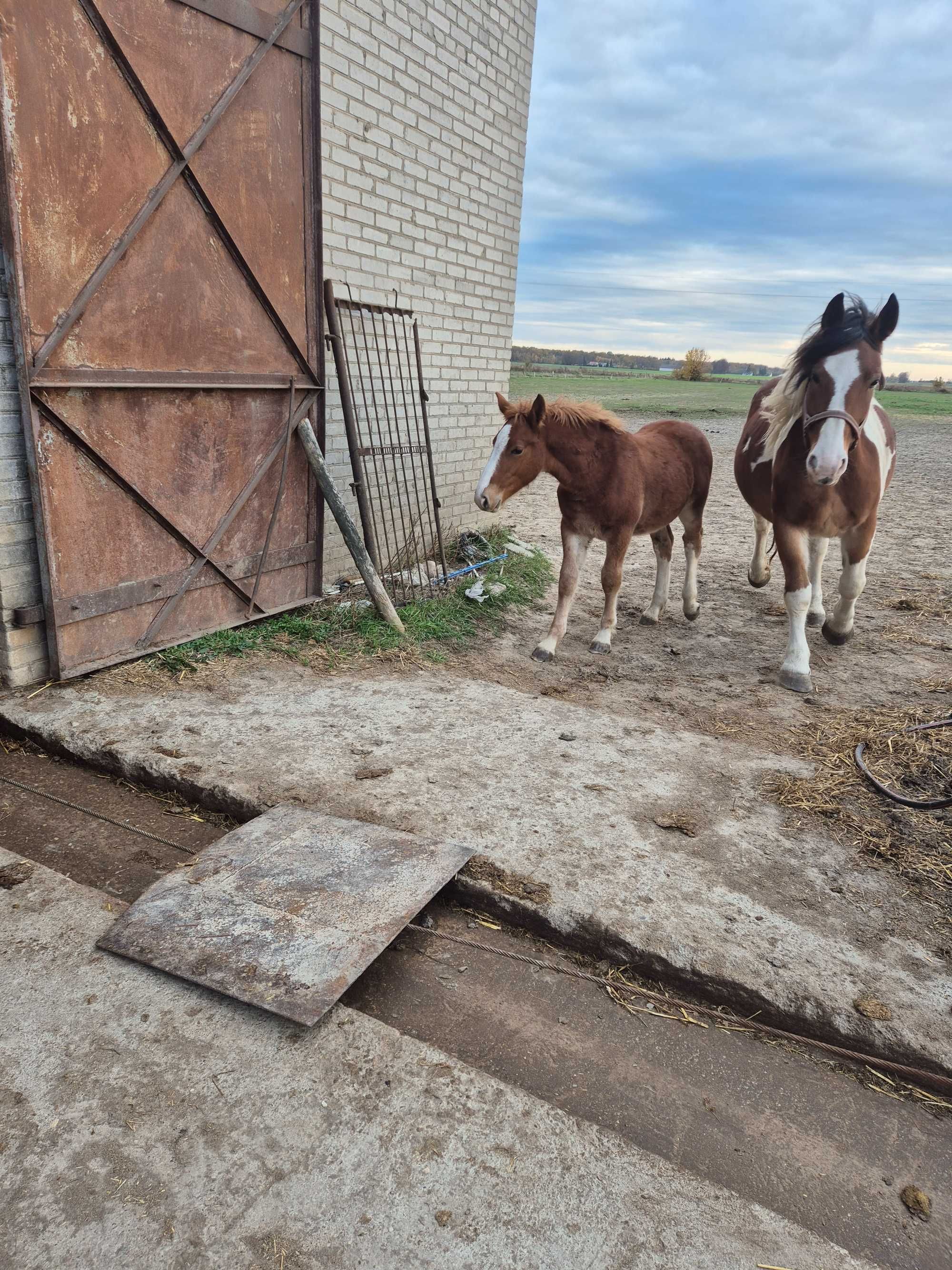 Ogierki i źrebice odsadki