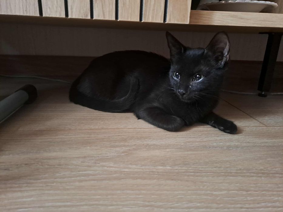 Cudne kociaki do oddania