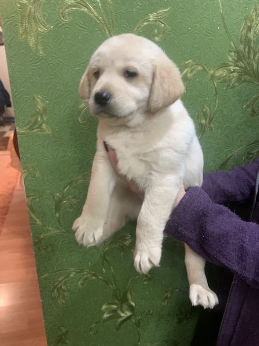 Грайливі Лабрадорчики