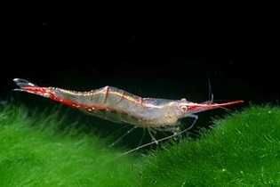 Krewetka Pinokio Red Nose - Caridina gracilirostris - Sklep AKWAREKS