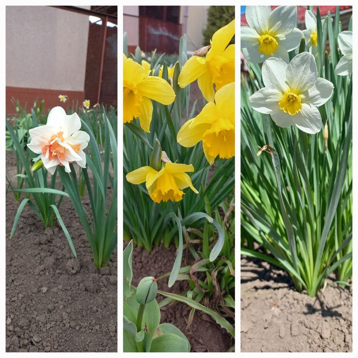 Луковицы домашних нарциссов