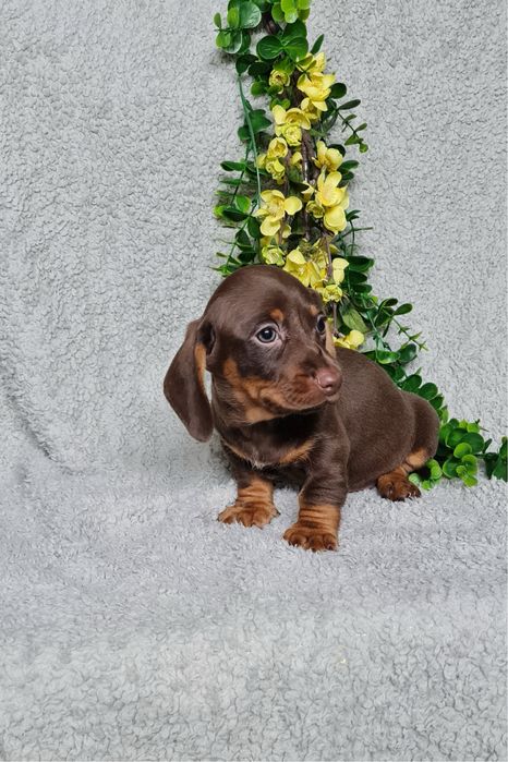 Teckel menina chocolate tan de Qualidade