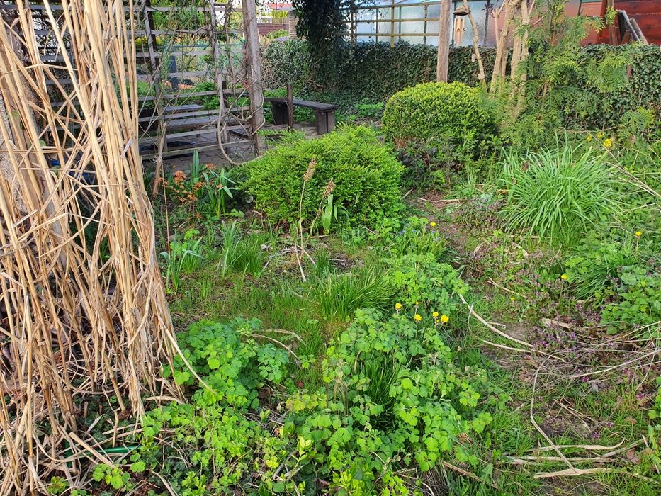 Sprzątanie,prace porządkowe na dzialce,ogrodzie,rozbiorka ,smieci,złom