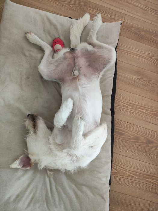 Cão meigo para adoção