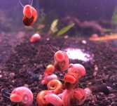 Caracois planorbis Corneus
