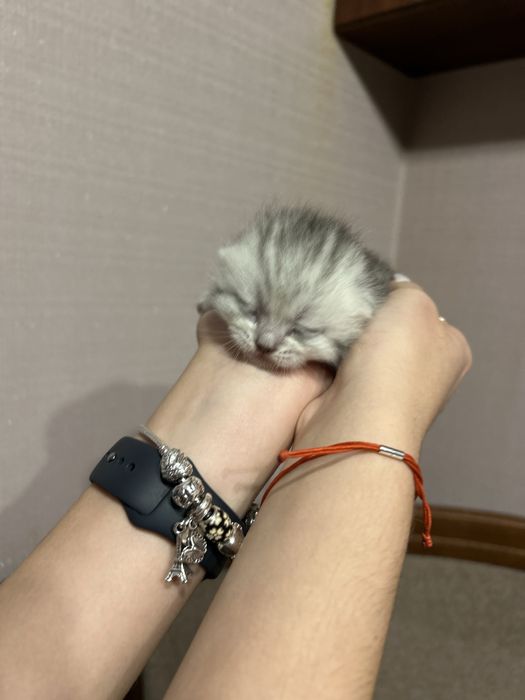 Кошеня хлопчик віскас