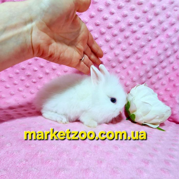 Міні кролик Lionhead біленька дівчинка міні карликовые кролики карлико