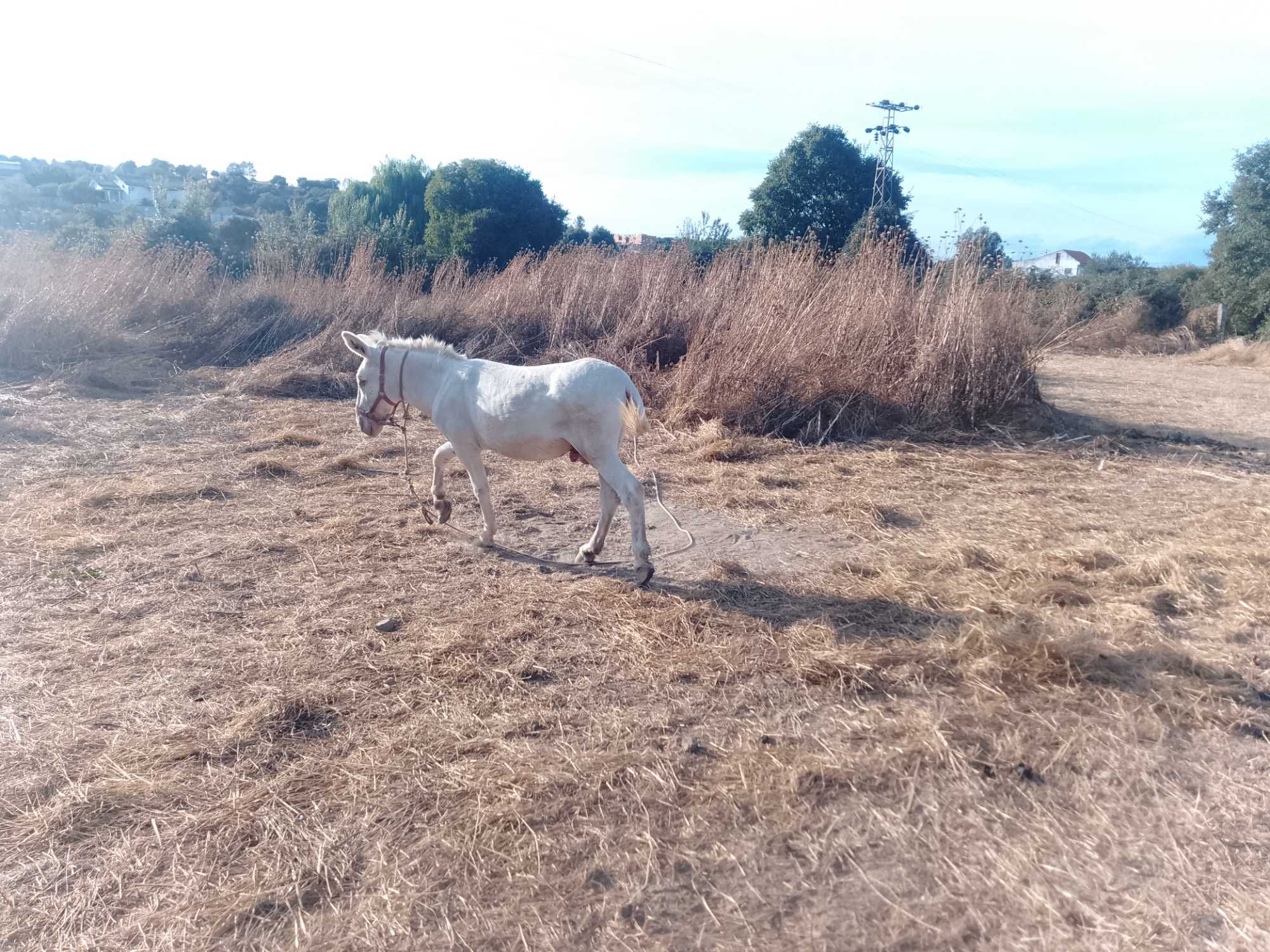Burro inteiro muito manço