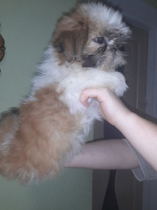 Малюки шит-цу.  Чотири синочка і лапочка дочка.