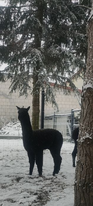 Idealny Samiec Alpaki. Po ślicznych rodzicach.