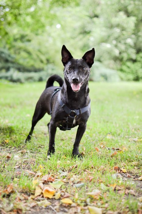 Fado – energiczny pies szuka domu pełnego miłości i zrozumienia!