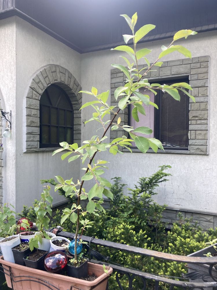 sadzonki drzew leszczyna, dąb, aronia, bergenia, brzoza i wiele innyc