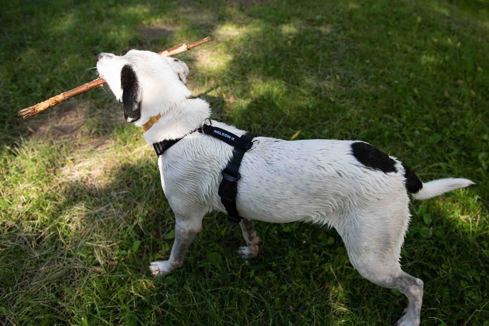 Szelki Guard dla psa NELSON-X duo jakość ROZ. L polski produkt jakość