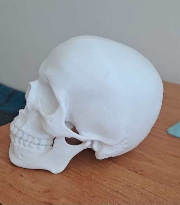 Череп роздрукований на 3D принтері деталізований