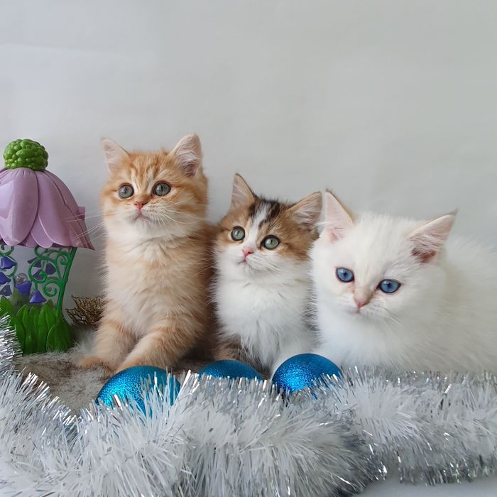 Породисті котики, очікують родину. Питомник кошек Киев Котята, котики.