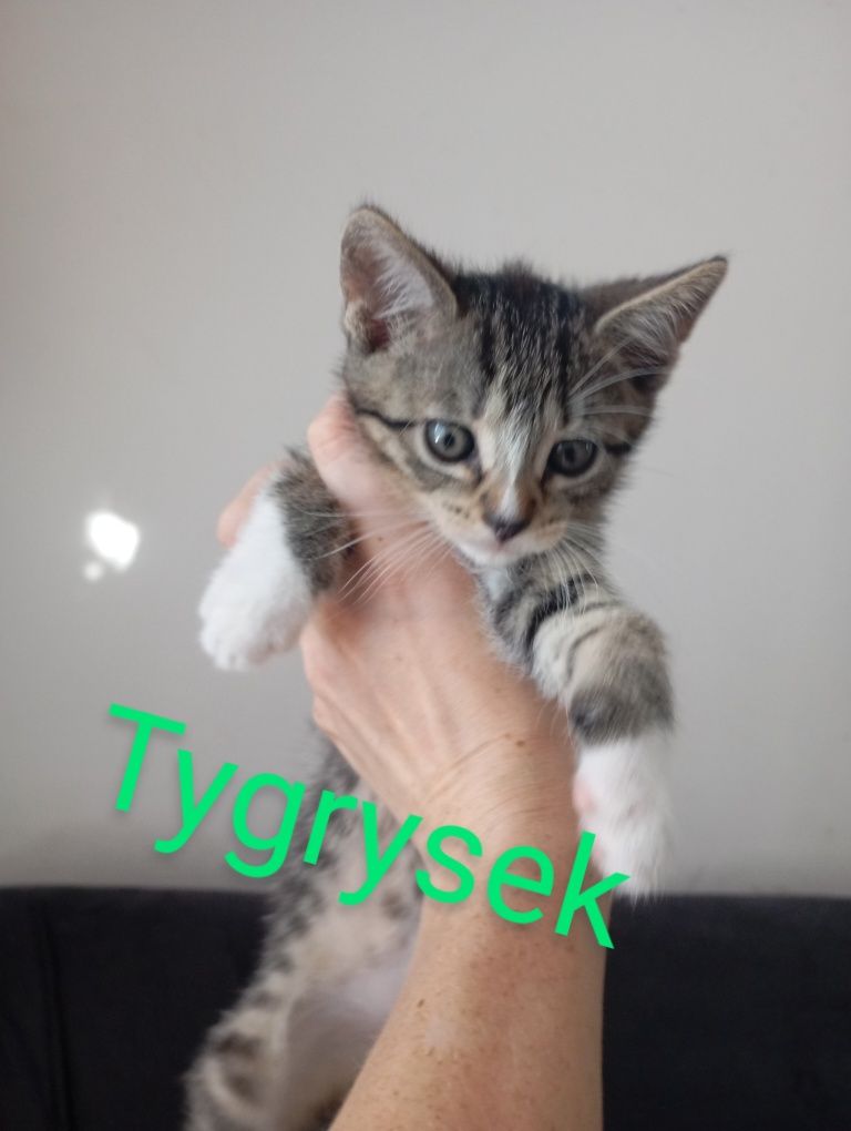 Oddam kotki w dobre ręce !!