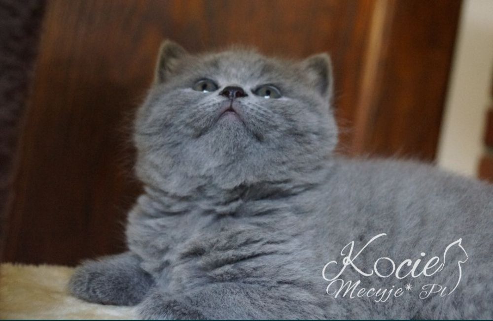 Kot brytyjski prawdziwy rodowód