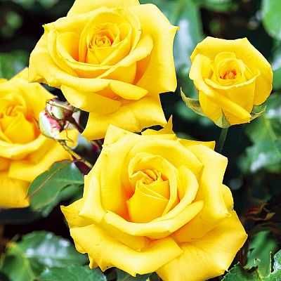 Саженці троянд: кустові, плетисті, бордюрні, англійські, штамбові