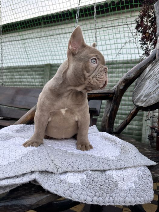 Аліментний кобель