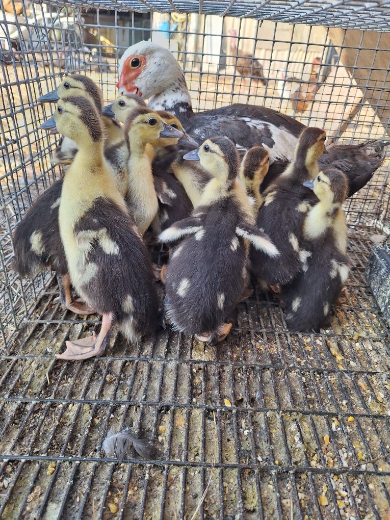 Crias de patos mudos