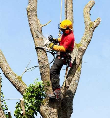 Ścinanie drzew technikami alpinistycznymi, prace wysokościowe