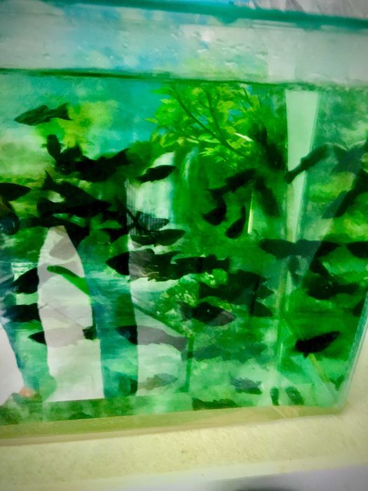 pyszczaki molinezje glonojady