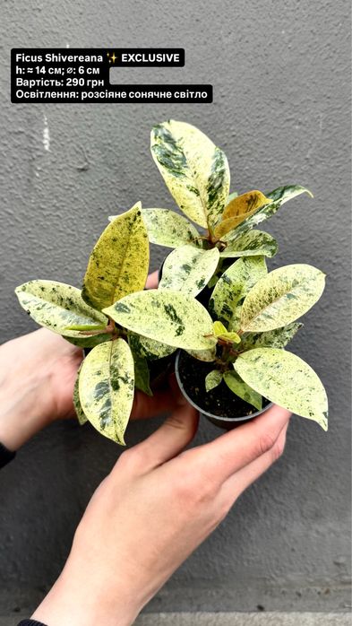Ficus Shivereana Elastica Moonshine Фікус Мушнайн Еластіка