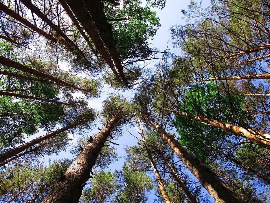 Продаж земельної ділянки у селі Тубільці, Черкаського району.