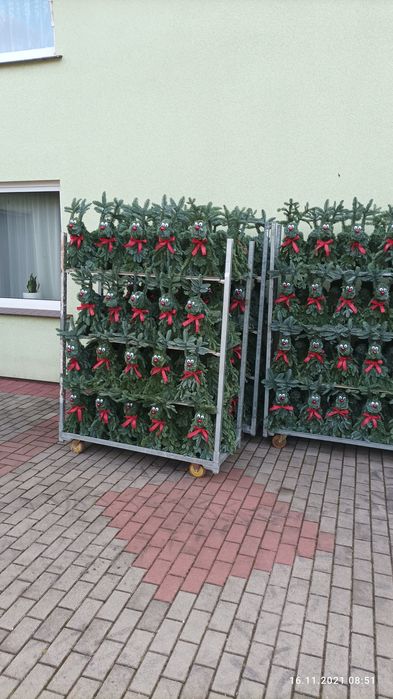 Renifery z jodły