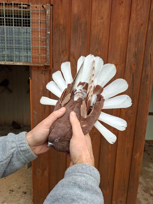 Gołebie orliki na sprzedaz