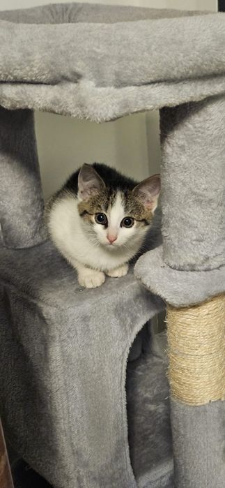 Sliczne male kotki do adopcji w Bydgoszczy i okolicach