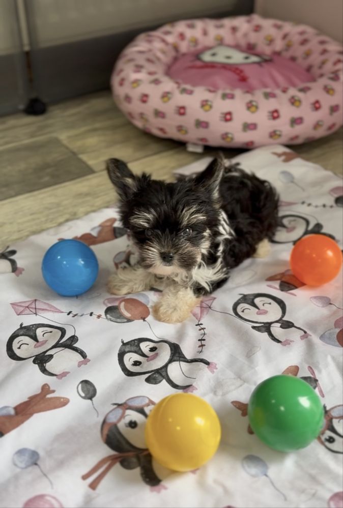 Biewer Terrier Elwisek yorshire Terrier