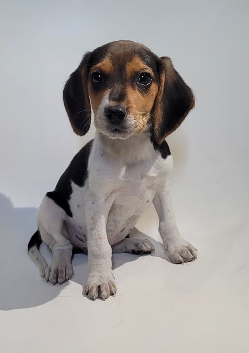 Beagle tricolor macho