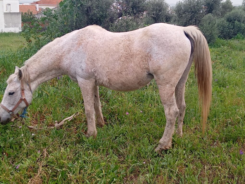 Vendo poldro 4 meses duas éguas