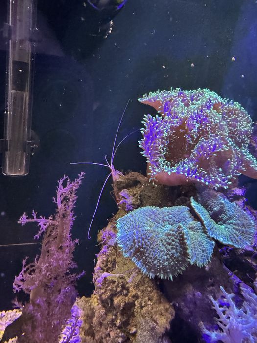 Морський акваріум корали риба клоун креветка