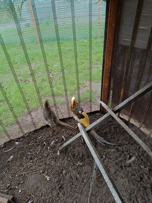 Sprzedam bażanty bananowe