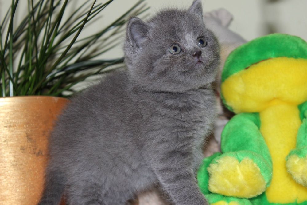 Хлопчик та дівчинка голубої крові