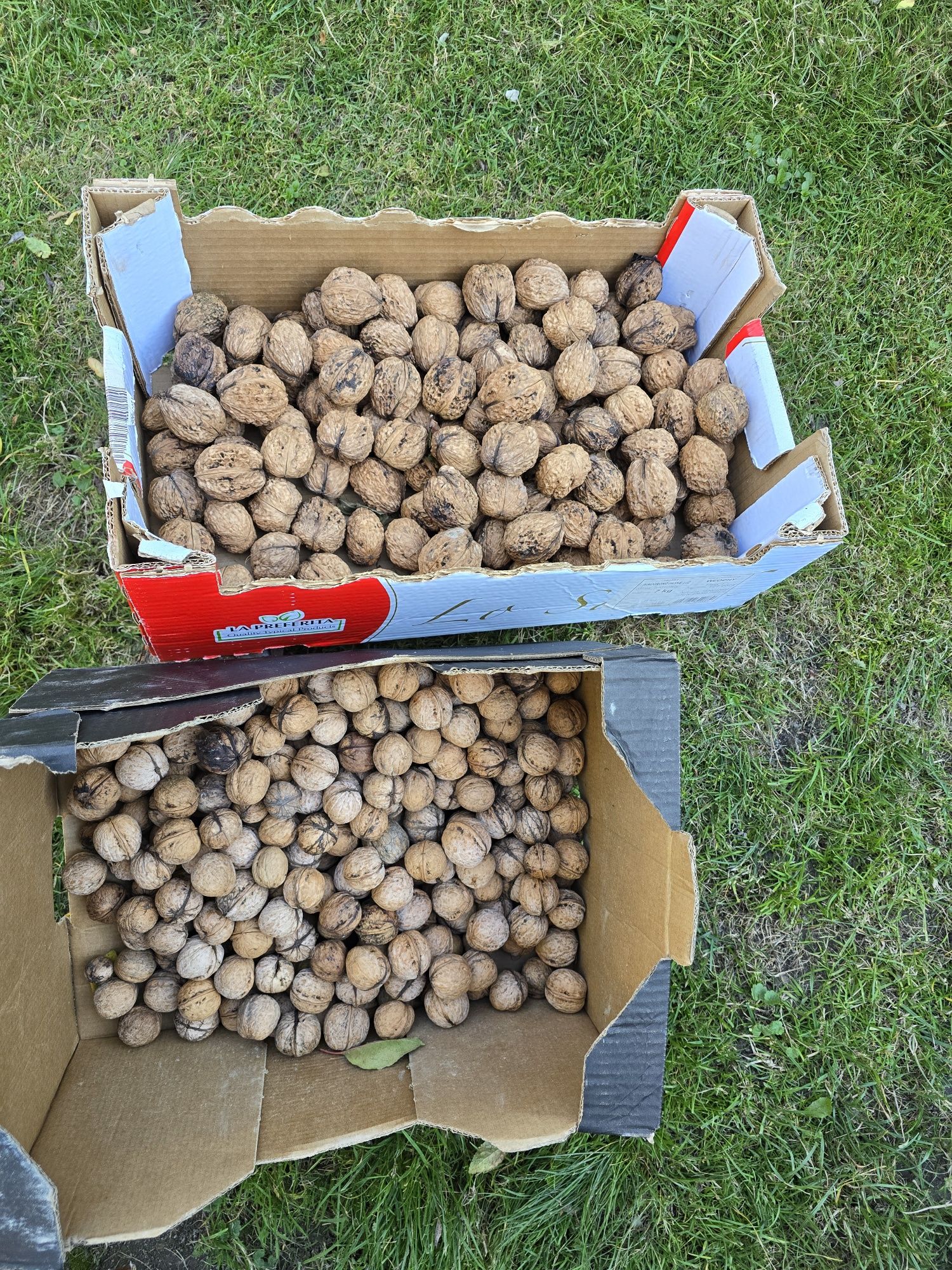 ORZECHY włoskie ekologiczne